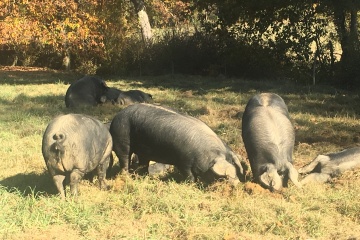 Le Porc Noir de Bigorre AOP